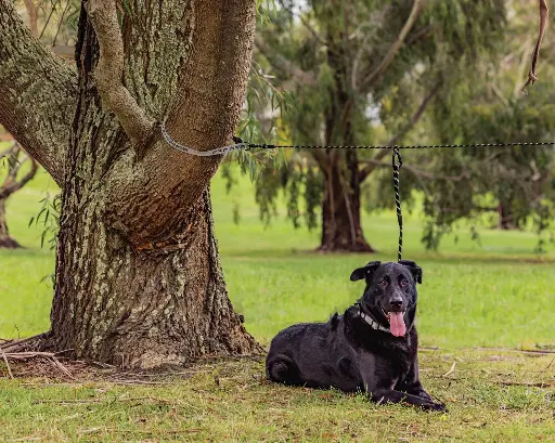 [IPET0045] Ironman Pet Tethering System - The Pet Roamer